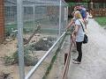 minizoo 36